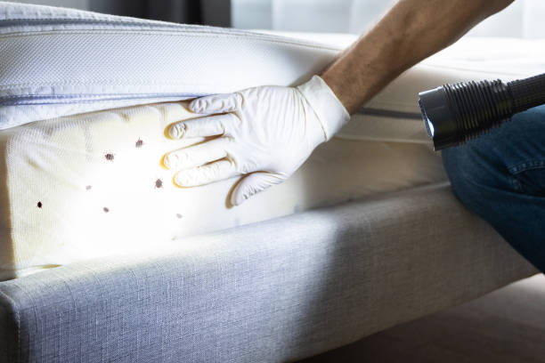Best Emergency Pest Control  in Clyde, OH