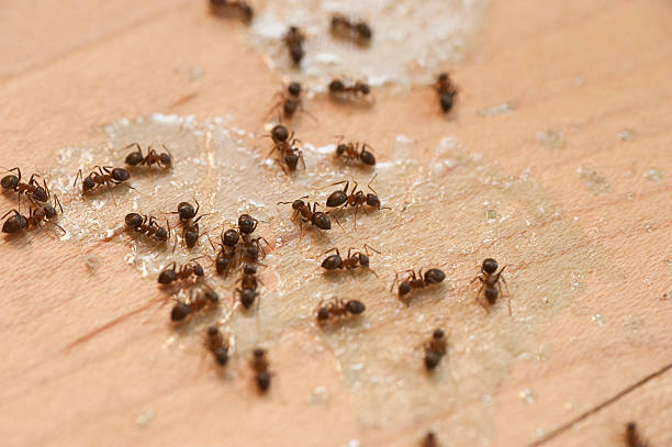 Best Affordable Pest Control Services  in Clyde, OH